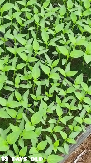 how your 18 days old pepper should look like