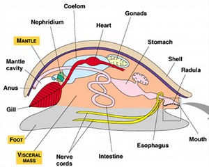 Mollusca