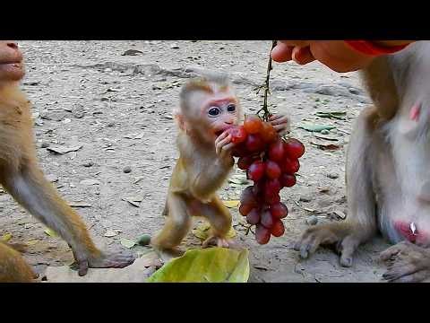 How adorable baby monkey is learning to eat grapes for the first time