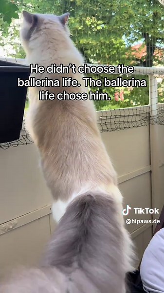 When the barista spells his name wrong, but he’s still serving looks ☕🩰🐱 #cat #ballerina #paws #funnycat #viral #cutecat #catsoftiktok #hipaws #ragdoll