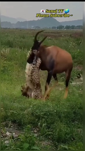 Cheetah's Dangerous Attack | Nikeet Dhillon