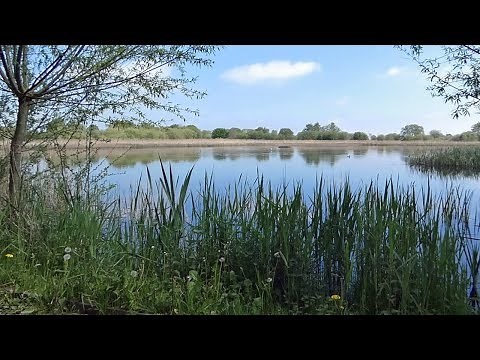 Sound of Bitterns Booming at RSPB Ham Wall