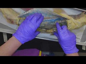 Internal Anatomy III of a Dogfish Shark