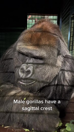 Exploring the Sagittal Crest of Male Gorillas