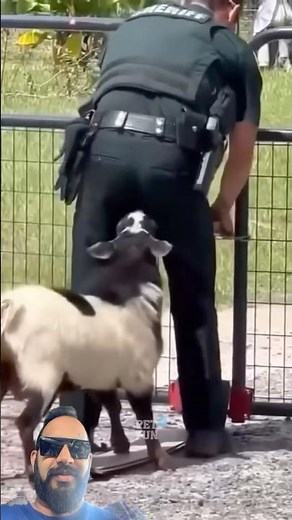 Hilarious Animal Fails Compilation | Funniest Animal Moments! 🐾