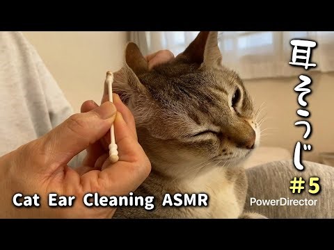 Relaxing Cat Ear Cleaning ASMR 🐱｜うっとり猫のお耳掃除