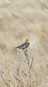 50 reactions · 11 comments | Spotted this stunning Western Meadowlark...