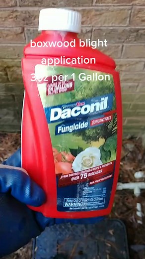 The best know preventer of boxwood blight is this! https://amzn.to/3B0yVnn simple and easy treatment. once boxwood blight sets in there is no true cure. https://amzn.to/34kKn1o#HowIGarden#gardening #plants#boxwood #landscape #planttreatment #fungicide
