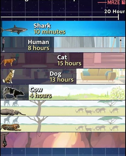 How Long do Animals Sleep?