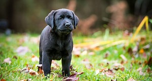 Breed-Specific Keys to Finding the Perfect Hunting Dog