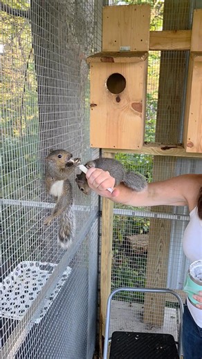 48K views · 2.1K reactions | Our squirrels are all in big cages now learning to climb and jump with less and less interractions from me. I have raised most of these squirrels since they were infants, so of course they think I'm mom. Over the course of the next 4-6 weeks, they will become more independant as they "wild up" before release. Thank you to all the rescuers and those that donate to help us buy fresh food for all of them. | Lisa's Little Rescue | Facebook