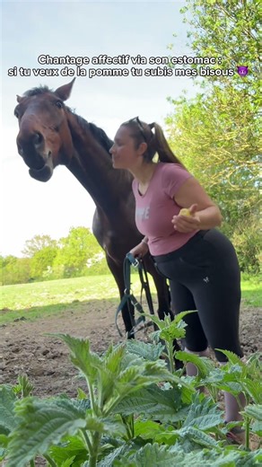 Chantage affectif à la pomme ! #cheval #equitation #humour