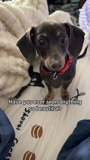 #puppylove #beautiful #harmonica #puppylife #fypreelsシ゚viralシ | Kathy Spence-Melba