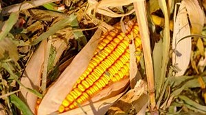 The Iowa corn crop, as of Nov. 8, 2020, is 94%. On the other side of the spectrum, Ohio farmers are only 64% finished vs. a 76% five-year average. | Successful Farming | Facebook