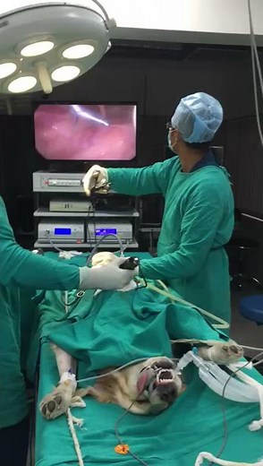 Laparoscopic Assisted Cystotomy presented by best pet care clinic CGS Hospital