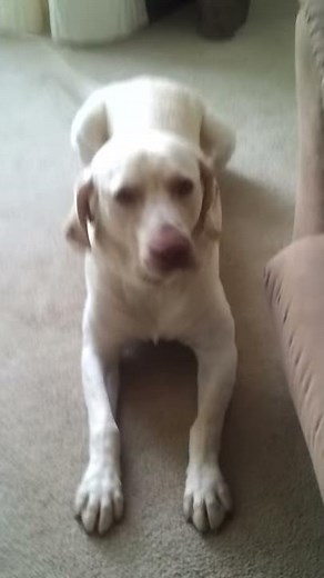 My Dog's Head Shake: Idiopathic Head Tremor or Focal Seizure?