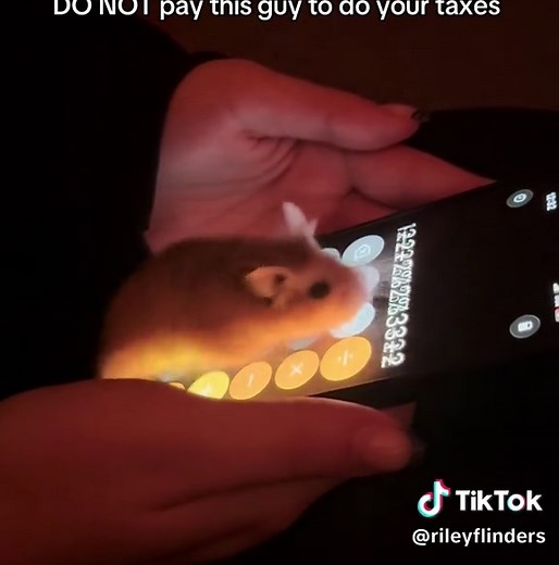 Getting Audited: Tax Season Humor Tips