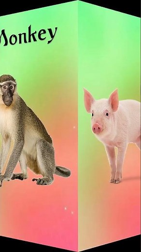 Omnivores | Types of Animals | Pre school | Learn with Fun