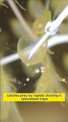 UNDERWATER AMBUSHER: WATERWHEEL PLANT | KINGDOM PLANTAE