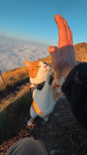 Ros 🐈 Adventure Cat on Instagram: "Ros, king of the mountain 🐈👑"