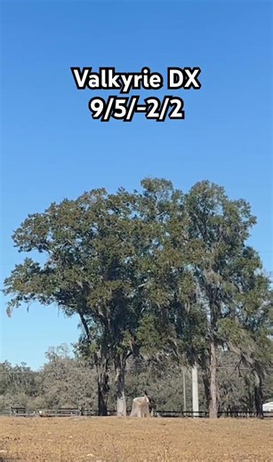 Innova Valkyrie DX showing its flight numbers. 9/5/-2/2 #discgolf #innova #nature