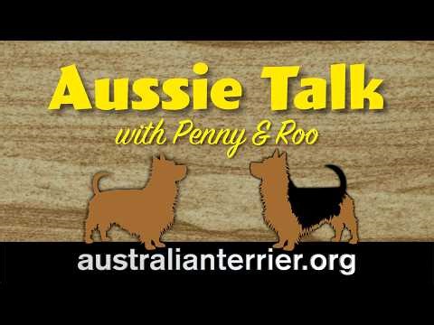 Australian Terrier - She Came, She Sniffed, She Unzipped #Terrier #AustralianTerrier #Aussie