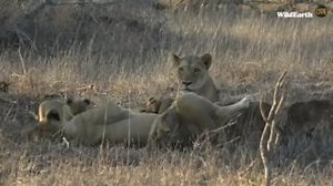 117K views · 4.5K reactions | Did you know that lionesses leave their pride to give birth and usually return 4 to 8 weeks later? After birth, they bring the litter back to the pride and raise the cubs like a joint family. Cubs suckle from any female with milk. They will stay with the mother for up to 2 years, learning to hunt and even practising playfully stalking and pouncing. #wildearth #lion #cub | Wildearth | Facebook