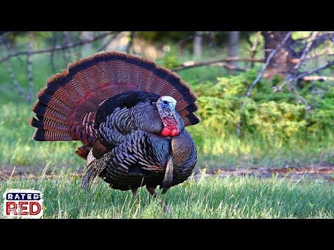 4 tips to successfully hunt turkeys in the late afternoon