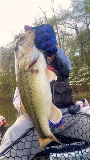 These bass teeth are no joke #fishing #bassfishing
