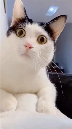 These Funny Cats Made The Whole Internet Laugh 😹🐱 | Viral Shorts #funnycats #catshorts #viralcat