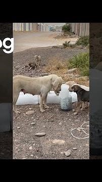 Stray Dogs In Iraq Given Ice Blocks To Cool Off || ViralHog