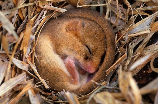 Hibernation - Revise: Metabolism and adverse conditions - Higher Biology Revision - BBC Bitesize