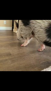 11K views · 841 reactions | Polly doesn't like it when I go all Looney Tunes Elmyra on her. 藍 She will give me loves on her terms. She layed next to me and I snuggled her and gave her kisses and she didn't want me to move. 藍 She's such a Diva. | Polly the Performing Princess Pig | Facebook