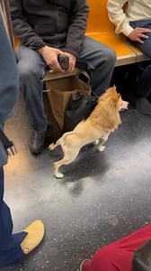 Is that simba 🤣🤣🤣🤣 | ALGOO TLK