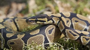 The royal python saw prey and slowly crawls towards it, sticking out its tongue. The snake hunts. Close-up, 4K UHD.