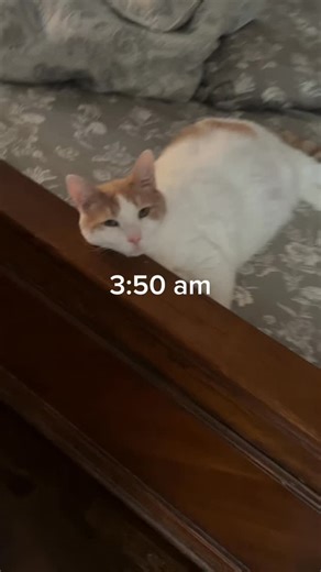 Limpy The Toilet Trained Cat on Instagram: "Daily routine of a potty trained cat - back from vacation 😸"