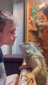 1.3M views · 10K reactions | Did he gave me a kiss ?  | Lizardthebuddy | Facebook