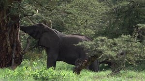 Elephant African Elephant Bull Eat Leaves Stock Footage Video (100% Royalty-free) 1011837833 | Shutterstock