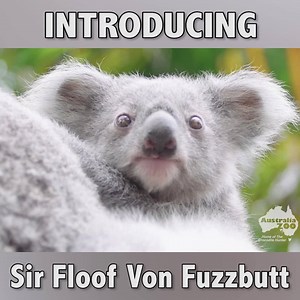 1.2M views · 14K reactions | Thanks to Australia Zoo for using one of our baby koala name suggestions! You legends may recall I asked ya what you'd call a baby koala if you had the opporutnity. Well, Jamie E, based on your comment, we present to you... Sir Floof Von Fuzzbutt. Cheers!  | Ozzy Man Reviews | Facebook
