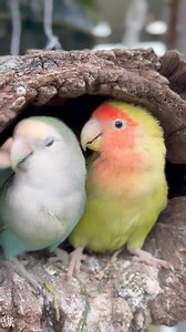 How sweet are these two? 😍 #accessibility video description: two lovebirds sit together in one end of a log. They do some head bobbing, he feeds her a bit, and they just generally chill together. | Little Beaks
