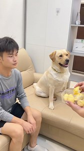 166K views · 1.8K reactions | The dog got dizzy from the smell after eating durian and couldn’t get up from lying on the sofa. He heard that he could bring goods_ #pet #dogsofinstagram #doglover #funnyvideo #funny #reelsoftheday #smartdog #dog #funnymeme #cutedogs #reelsviralfb #fun #puppy #reelsvideoシ | Annie | Facebook