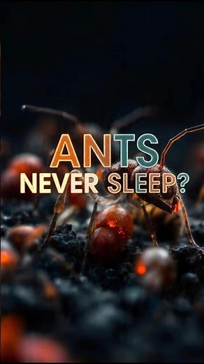 Ants Never Sleep