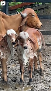 Love❤️🤍 ❤️ 🤍 ❤️ . . . . . . . . . . . . . . . . . . . #bodybuilder #beautiful #familyphotography #huge #bulls #familyphotographer #viralpost #cute #fb #viral #heavy #beauty #fbf #family #fypシ゚ #FacebookPage #love #Smart #brahman #studio #Mashallah #health #big #f4f #beast #prints #newbornphotography #calf #swati | Khi-The Biggest Cow Mandi