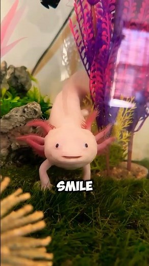 The Pokémon Of Real Life!✨