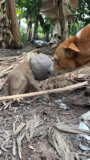 Dog 🐕 tell me #tiktok #monkey #animals
