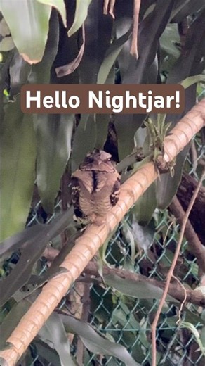 An Encounter with the Large-tailed Nightjar at Bidadari Park
