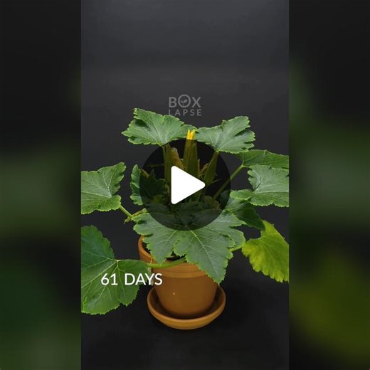 78 days in 60 seconds. Zucchini 🥒 #timelapse #zucchini | time lapse plant