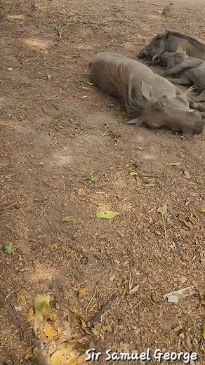 Easy like Sunday morning 😎 | SirSamuel George