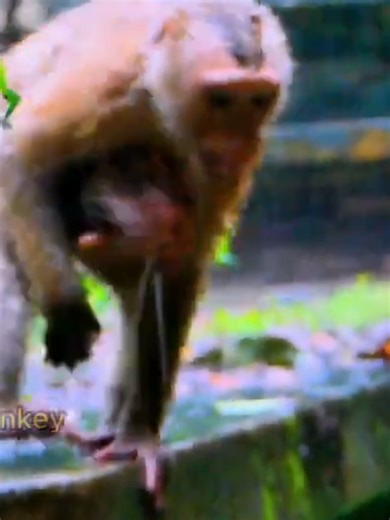 Monkey Hugs Baby Monkey in Pouring Rain