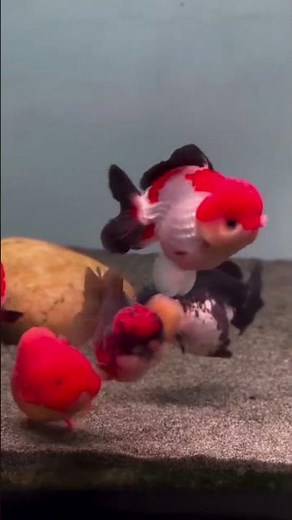 Ranchu Fish – The Cutest Goldfish Ever! 🐟❤️